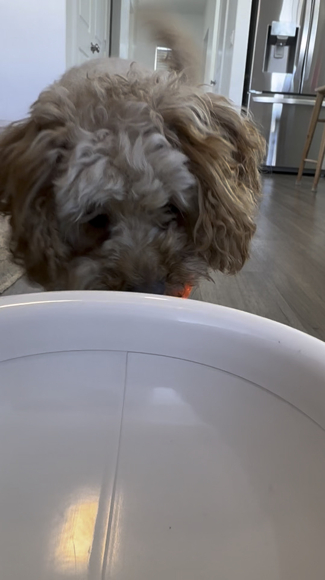 🐾🎾 My furry friend has found her true love... in an Automatic Dog Ball Launcher! It's been a game-changer for us both. Not only is it super easy to use (yes, even for technologically challenged humans like me), but with 3 distance modes, we can play indoors or out, rain or shine!
Grab Yours Here: https://amzn.to/3vSwwwV

My pup has taken her affection for this gadget to the next level - she's even figured out how to use it without me! Talk about independent playtime. Watching her fetch those balls with such gusto, you'd think she just won the doggy lottery. It's safe to say she absolutely loves it, and it's become her go-to for hours of entertainment.

Who would've thought a simple machine could bring so much joy to a furry companion? It's like having a personal fetch assistant on standby 24/7. Plus, it gives me a much-needed break from constantly throwing balls until my arm feels like it's about to fall off! Here's to endless fun and tail-wagging adventures with our new favorite toy. 🐶💕 #dogtoy #dogball #playfetch #dogmomlife #doglover #dogloversforlife #dogloversunite #doglife #dogsarefamily #dogsarethebest #dogsarelife

#LTKGiftGuide #LTKVideo #LTKhome