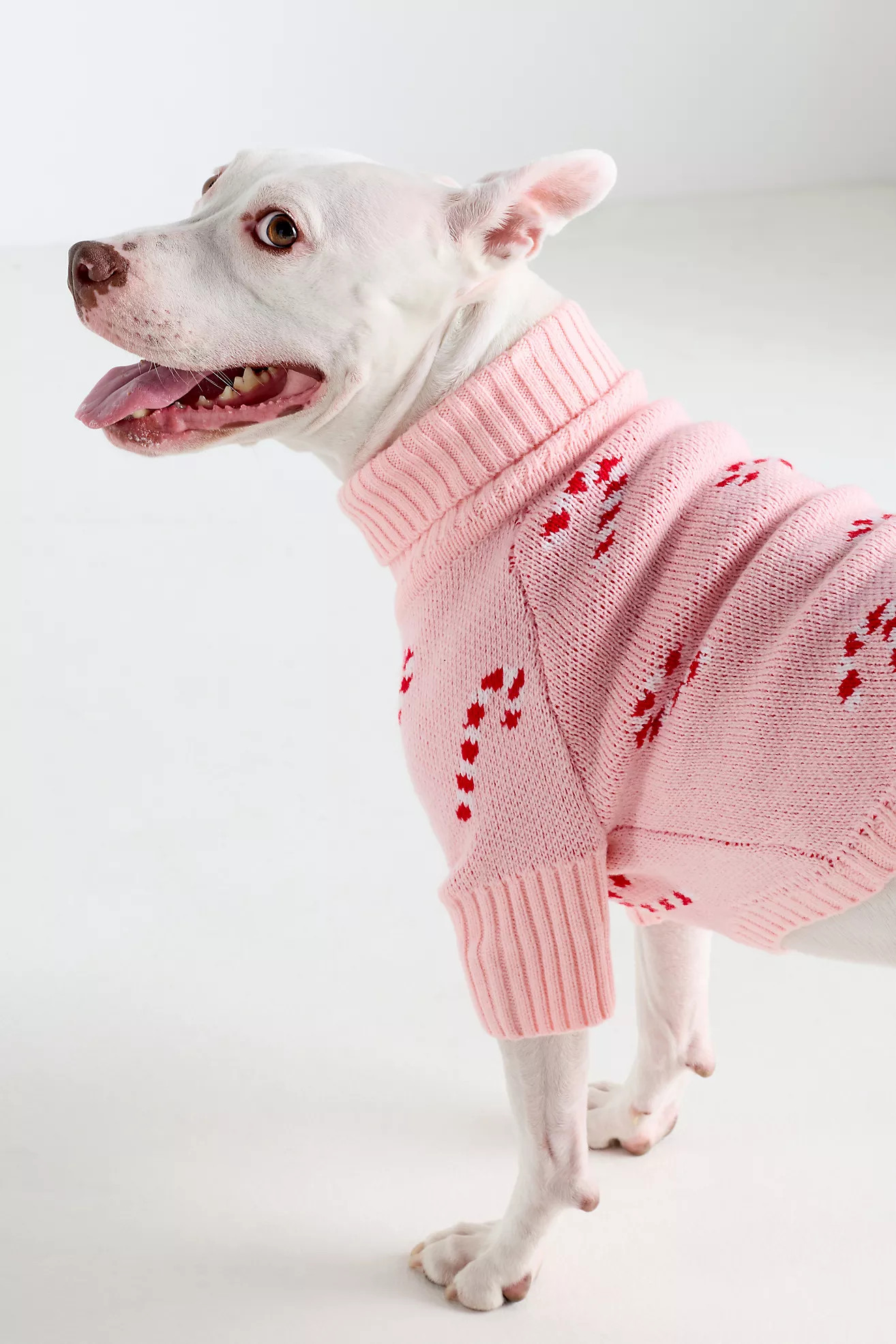 The Foggy Dog Candy Cane Pet Sweater | Anthropologie (US)