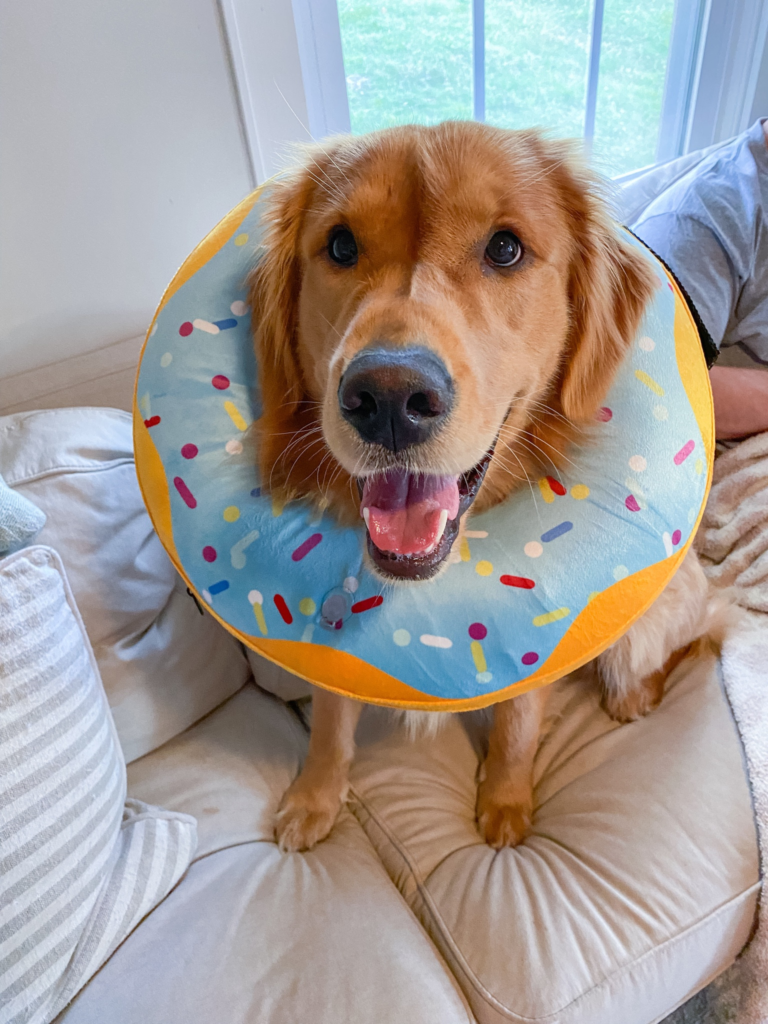 Poor baby got fixed, but this donut is 100% better than the cone for post-surgery! The options on Amazon are truly endless!🐾🐶🐱
Pictured in size XL