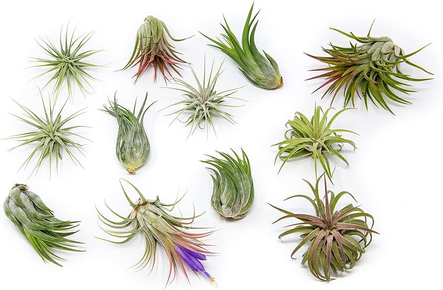12 Pack Assorted Ionantha Air Plants - Wholesale and Bulk - Succulents - Live Tillandsia - Easy C... | Amazon (US)