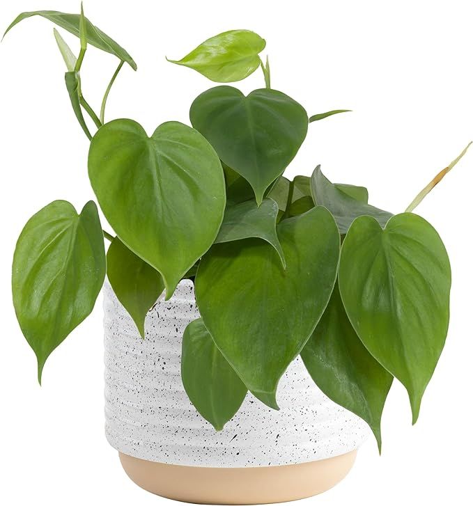 Costa Farms Heartleaf Philodendron Hederaceum Live Indoor Plant, Easy to Grow Vining Houseplant i... | Amazon (US)
