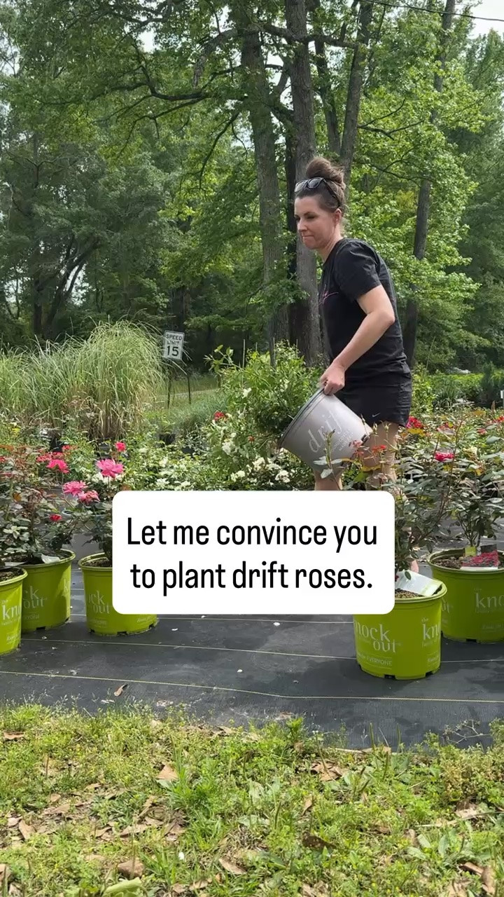 Let me convince you to plant drift roses! 

Gardening, garden, garden tips, plant hacks, plant tips, roses, drift roses

#LTKvlog #LTKSeasonal #LTKHome