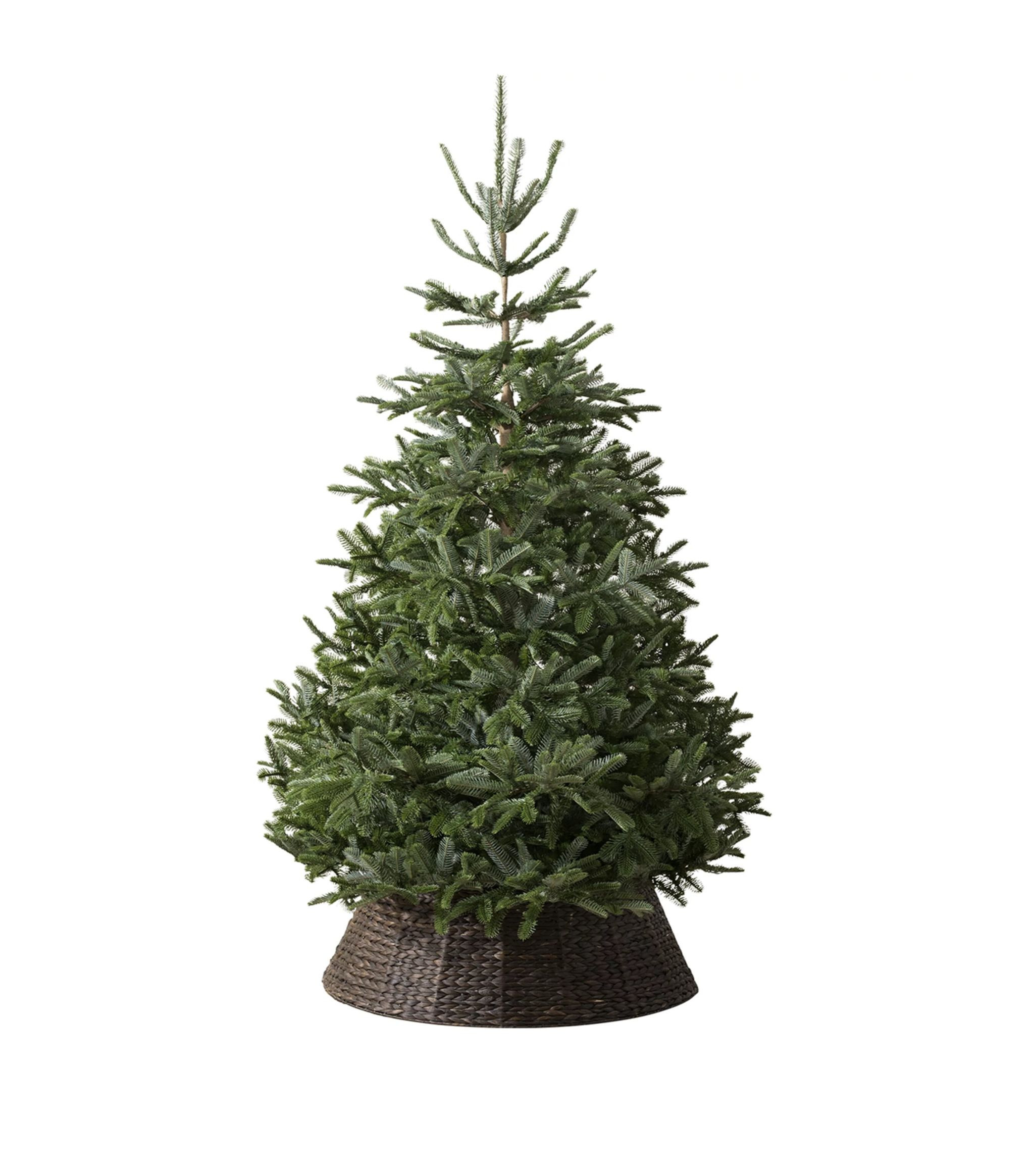 Nordmann Fir Unlit Christmas Tree (7ft) | Harrods