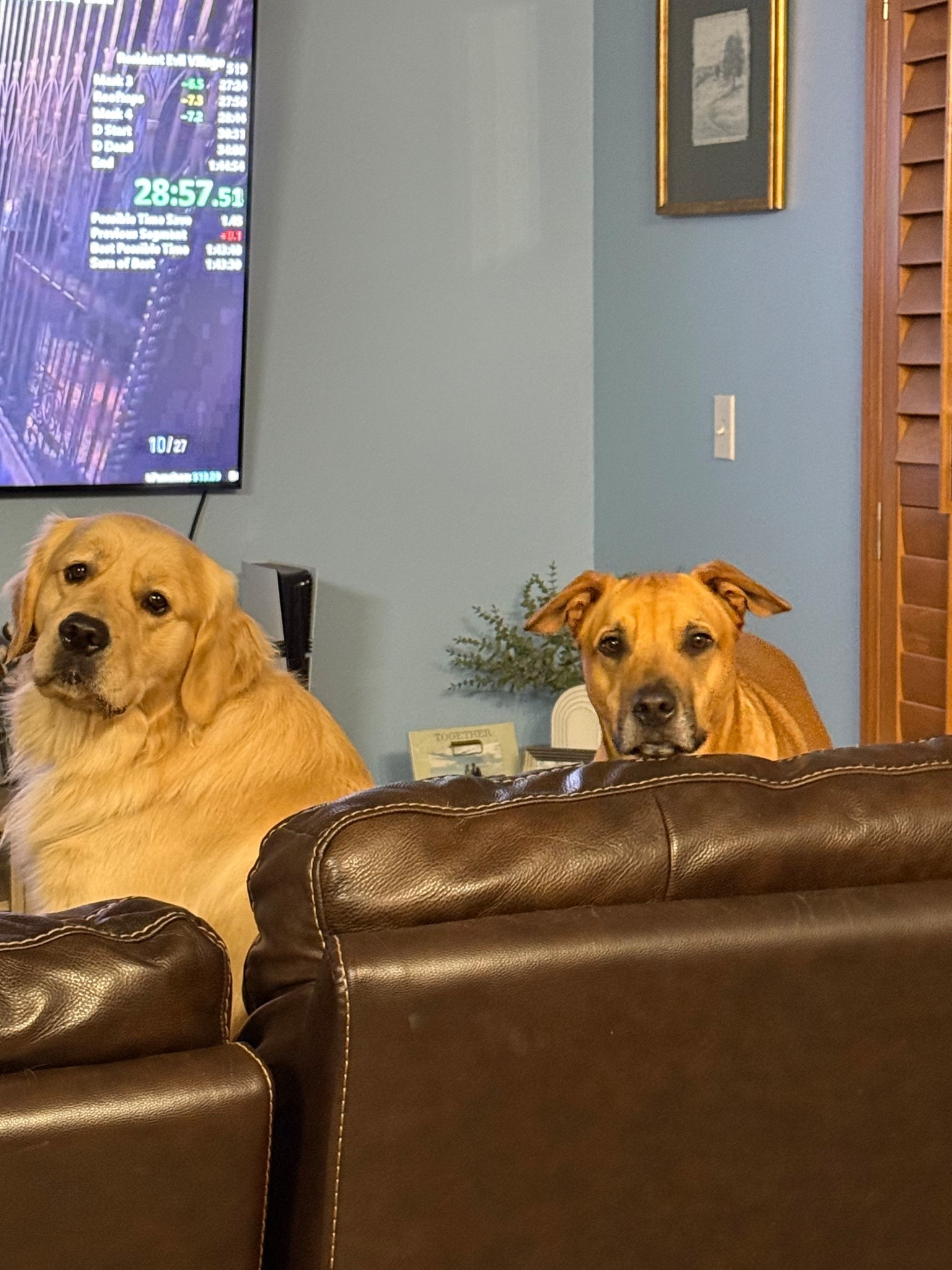 Dinner views 🤣 always watching lol 

#LTKdayinmylife