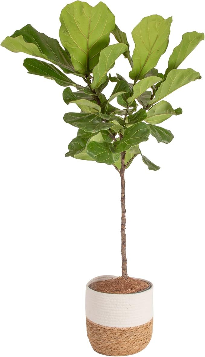 Costa Farms Fiddle Leaf Fig Tree, Ficus Lyrata Live Indoor Plant in Premium Weave Decor Planter, ... | Amazon (US)