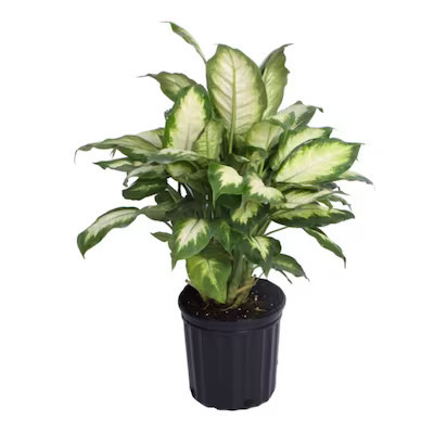Dieffenbachia House Plant in 1.72-Gallon (s) Pot | Lowe's