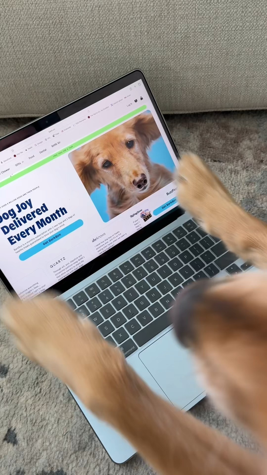 Shop all of Bentley and I's favorite toys from Bark Box! Make sure to head over to BARK.com to take part in their "Co-owned by dogs" launch!
#ad #barkpartner #barkcoowned #shopdog