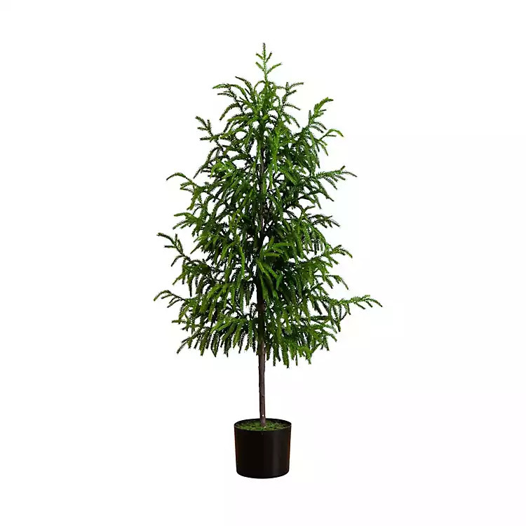 Norfolk Pine Potted Tree, 4 ft. | Kirklands
