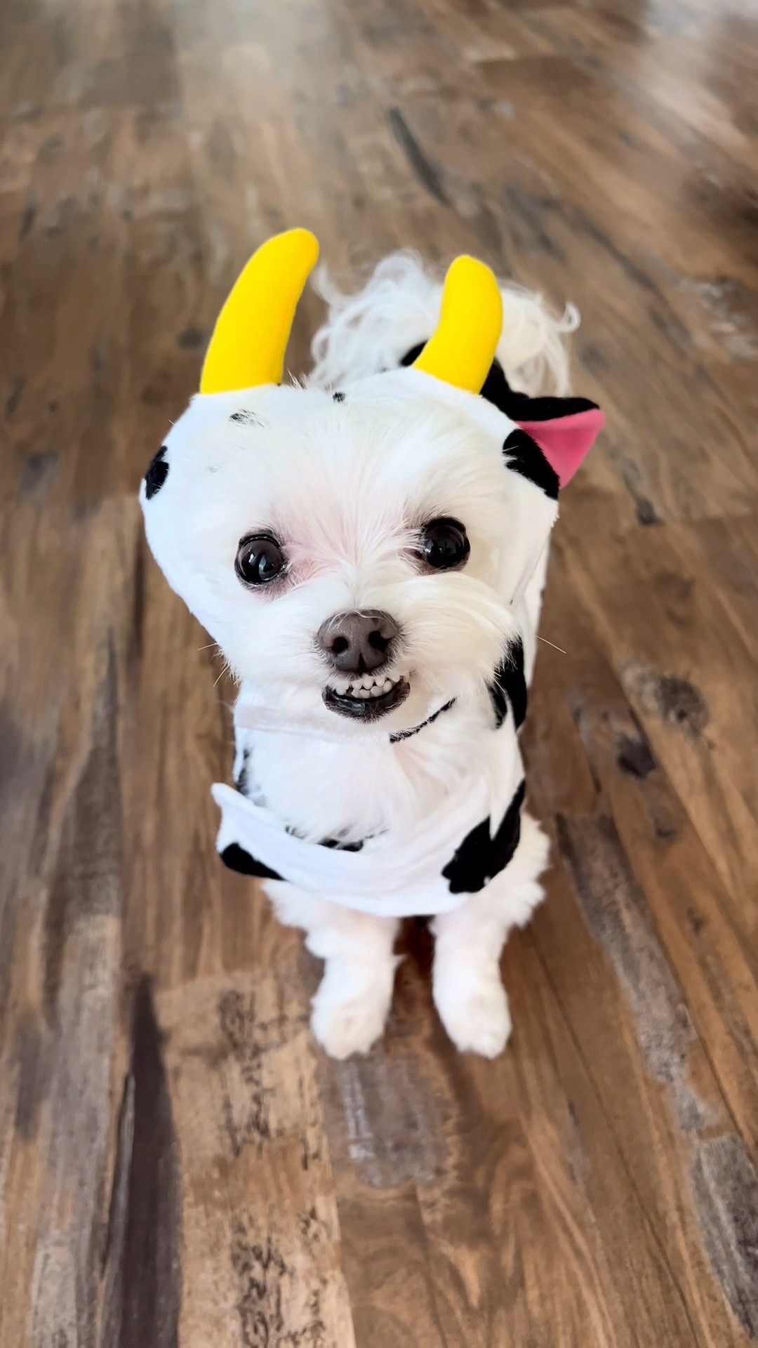 Chewy happy Cow dog or cat costume size XS. Weight 4.7 lbs and chest 13.5". #ltkdog

#LTKSeasonal #LTKunder50 #LTKHalloween