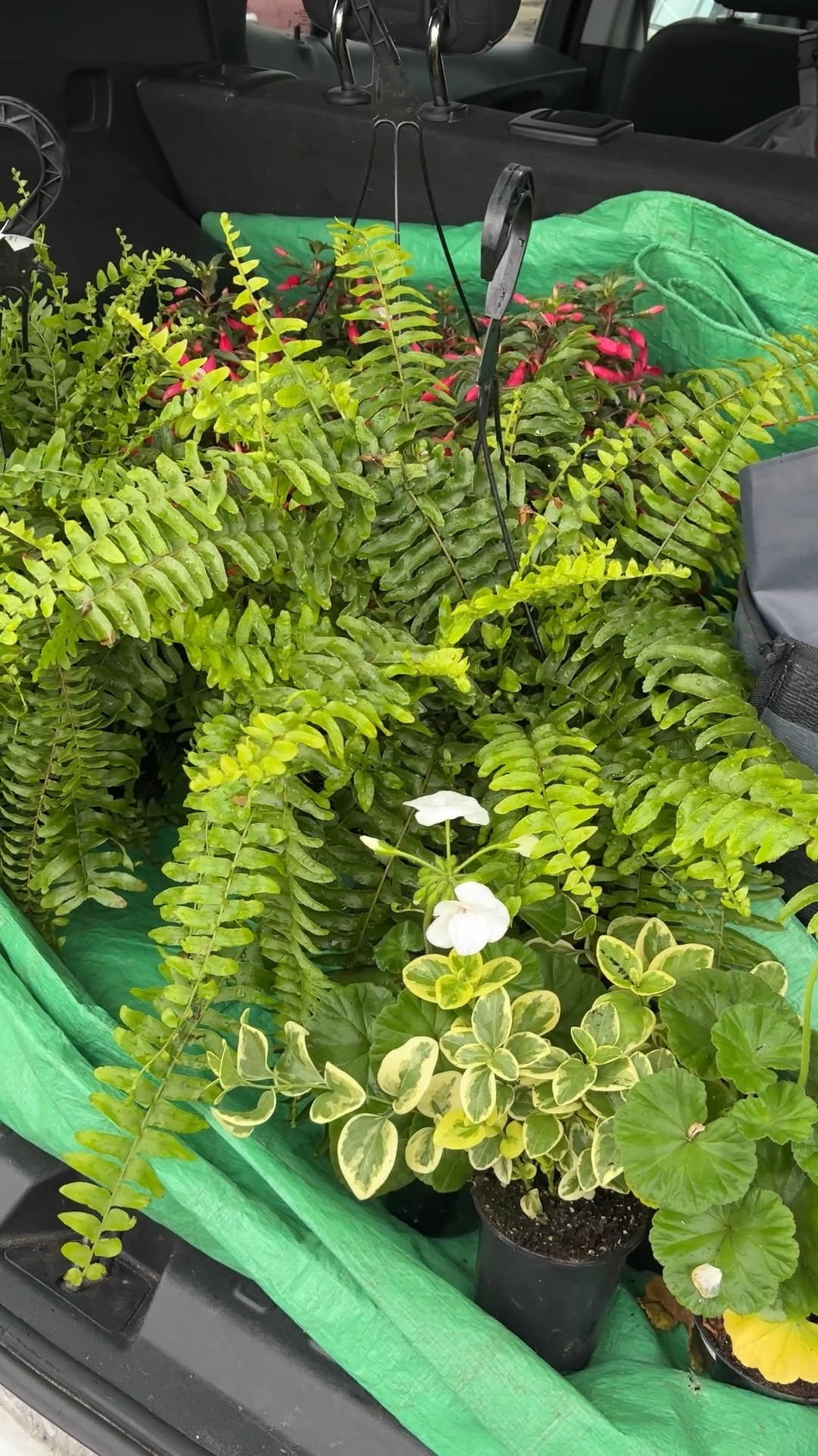 Easy planter idea for shady areas! Pop a fern into the planter, put it in shade (bonus if it can still get rain) and let it ride 😎 normally $23 each and I got these for under $10 each this morning for the planters on either side of my front door 

#LTKFindsUnder50 #LTKHome #LTKSeasonal