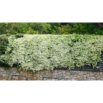 National Plant Network White Star Jasmine Plant in 2.5 -in Pot 3 -Pack | Lowe's
