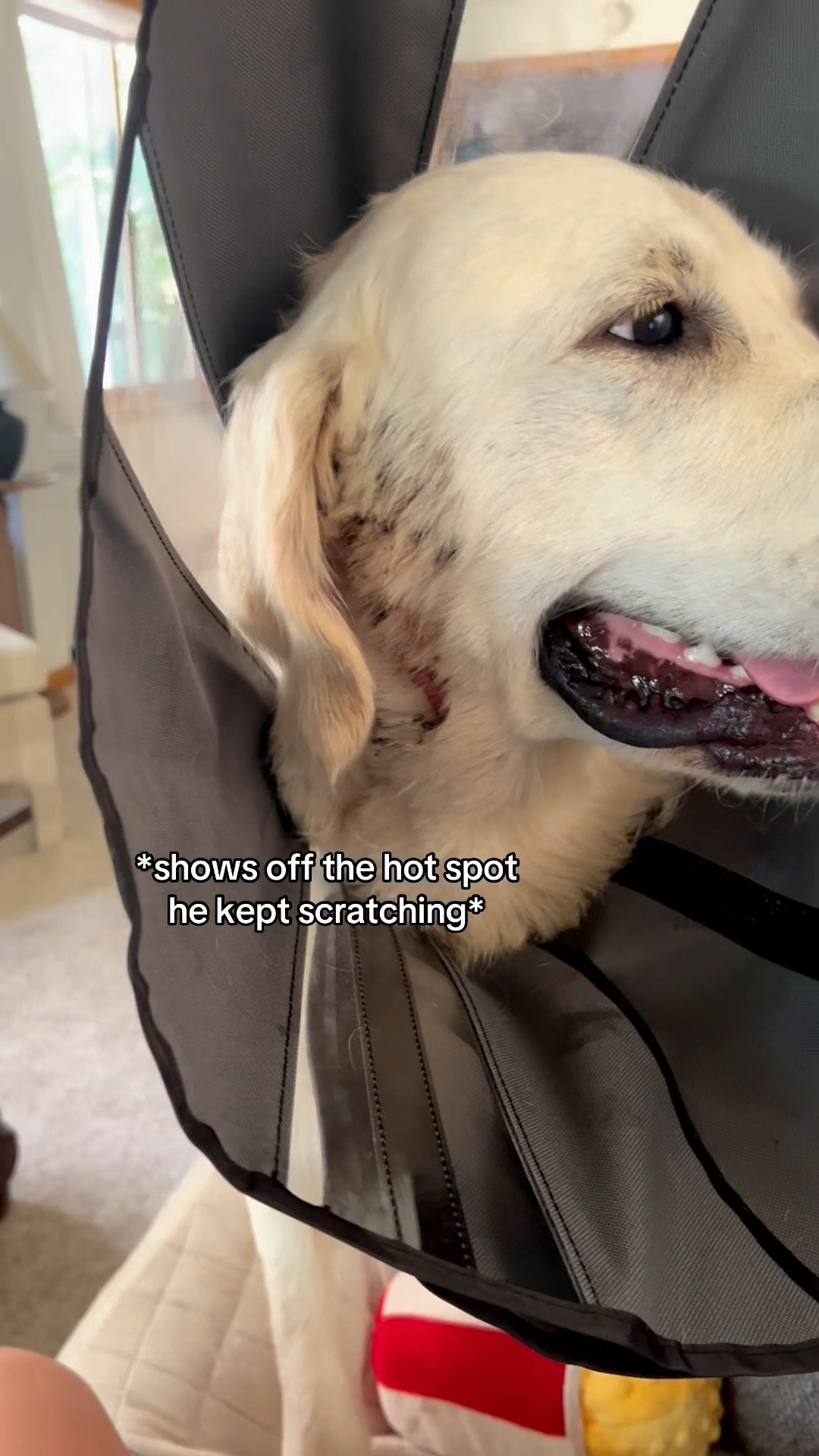 This is our favorite dog hot spot recovery cone because it is flexible, breathable and has clear sections for him to see out of!

It stops him from scratching at his hot spot on his neck that is healing and also prevents our other dog from licking or playing too rough with him.

#doghotspot #dogrecoverycone #dogcone

#LTKPets #LTKSaleAlert