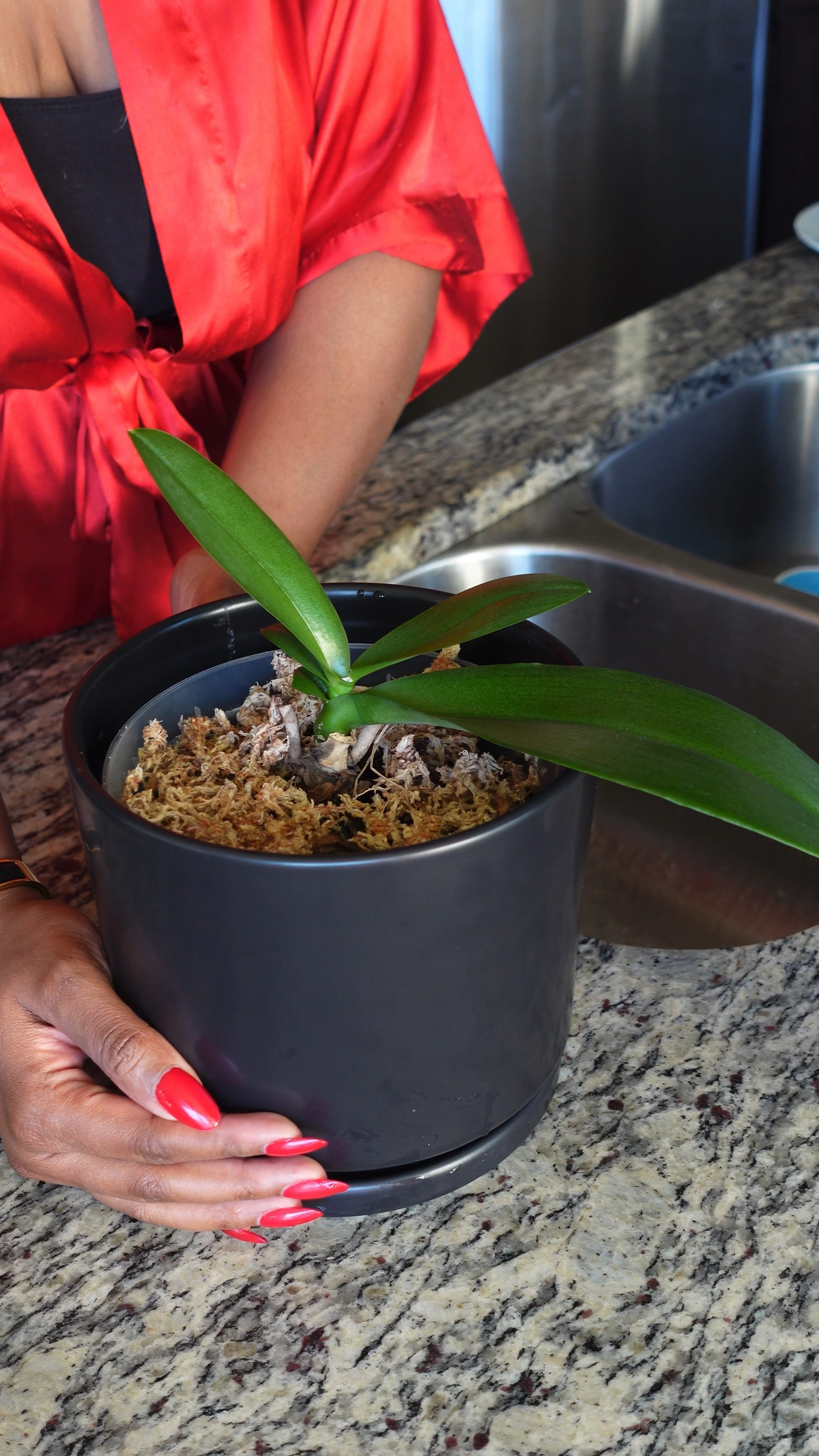 How I take care of my orchid, Juliet. Plant care routine.

#LTKunder50 #LTKhome #LTKFind