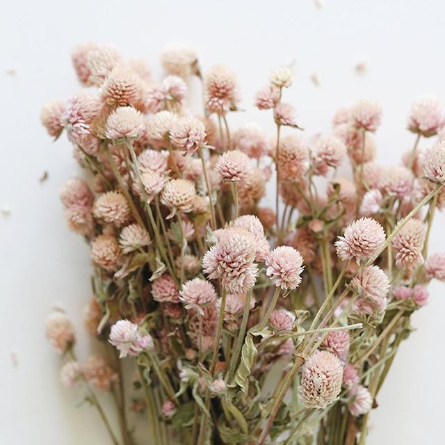 Preserved Seeded Eucalyptus in Burgundy - 18-28" Tall | Afloral (US)