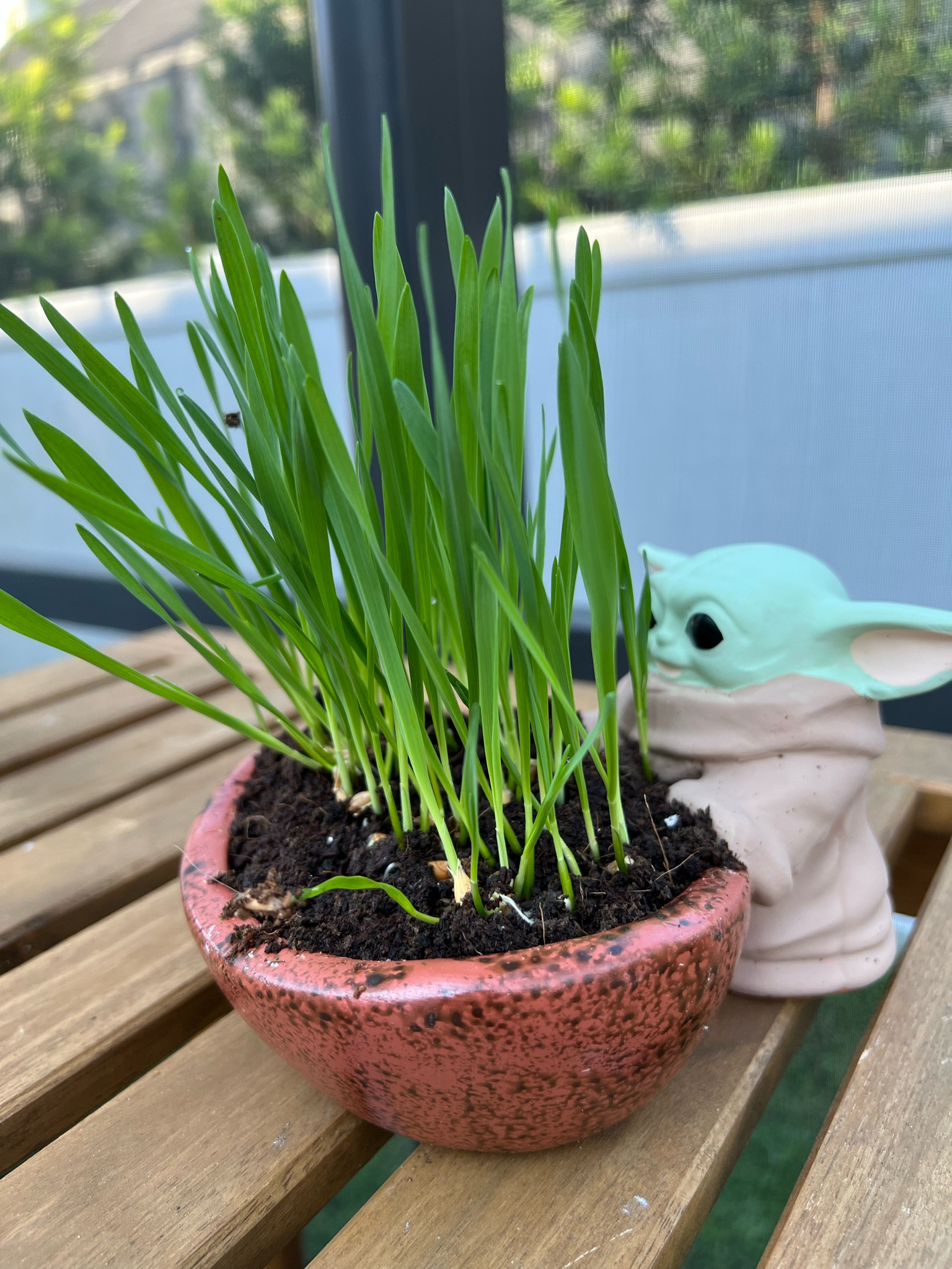 My Baby Yoda cat grass is 🍃thriving🍃

#LTKhome #LTKSeasonal #LTKfamily