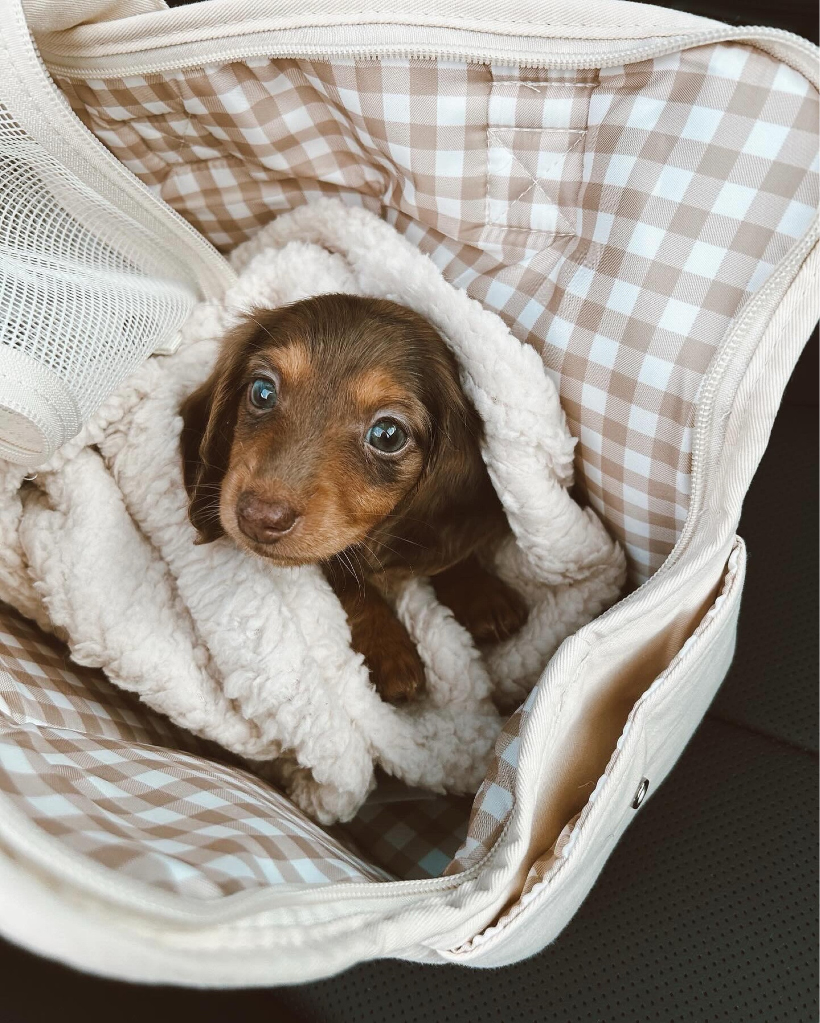 Small dog carrier, dog purse, Amazon pet, puppy blanket 

#LTKTravel #LTKFamily #LTKItBag