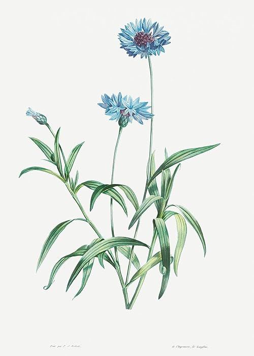 Eurisko Studios Botanical Plant Print - Blue flower by Pierre Joseph Redoute Art Print | Amazon (US)