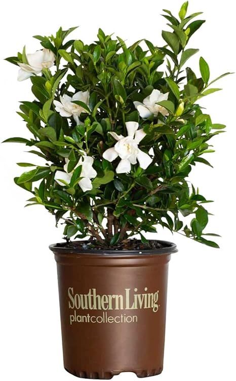 Southern Living Plant Collection Jubilation Gardenia, 2.5 Quart, White Fragrant Blooms and Glossy... | Amazon (US)
