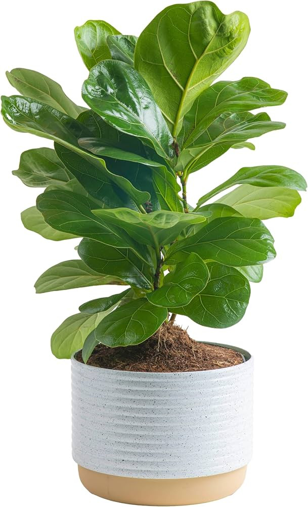 Costa Farms Little Fiddle Leaf Fig, Live Indoor Ficus Lyrata Plant in Indoors Garden Plant Pot, H... | Amazon (US)