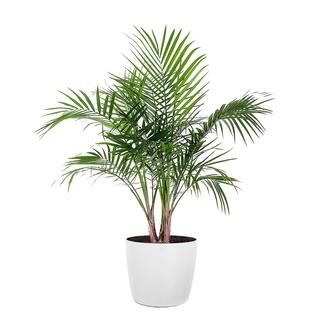 United Nursery Majesty Palm Live Indoor Outdoor Plant in 10 inch Premium Sustainable Ecopots Pure... | The Home Depot