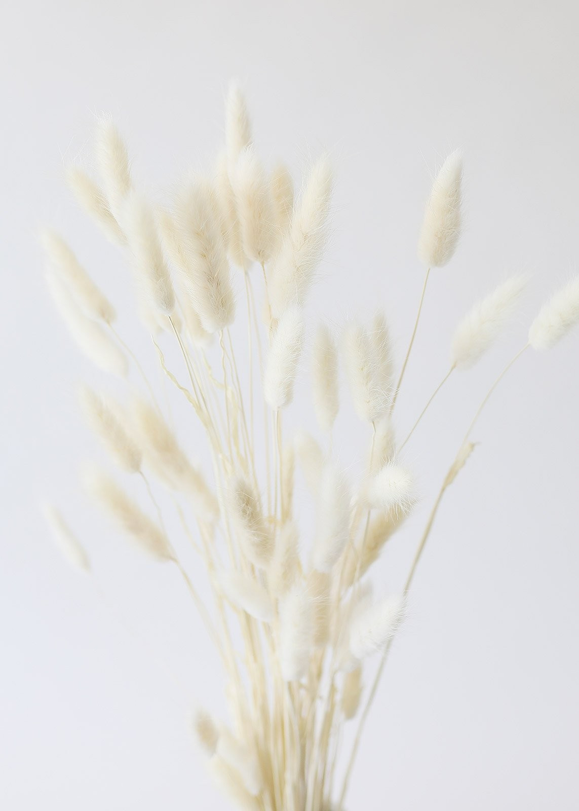 White Dried Bunny Tails - 12-24" Tall | Afloral (US)