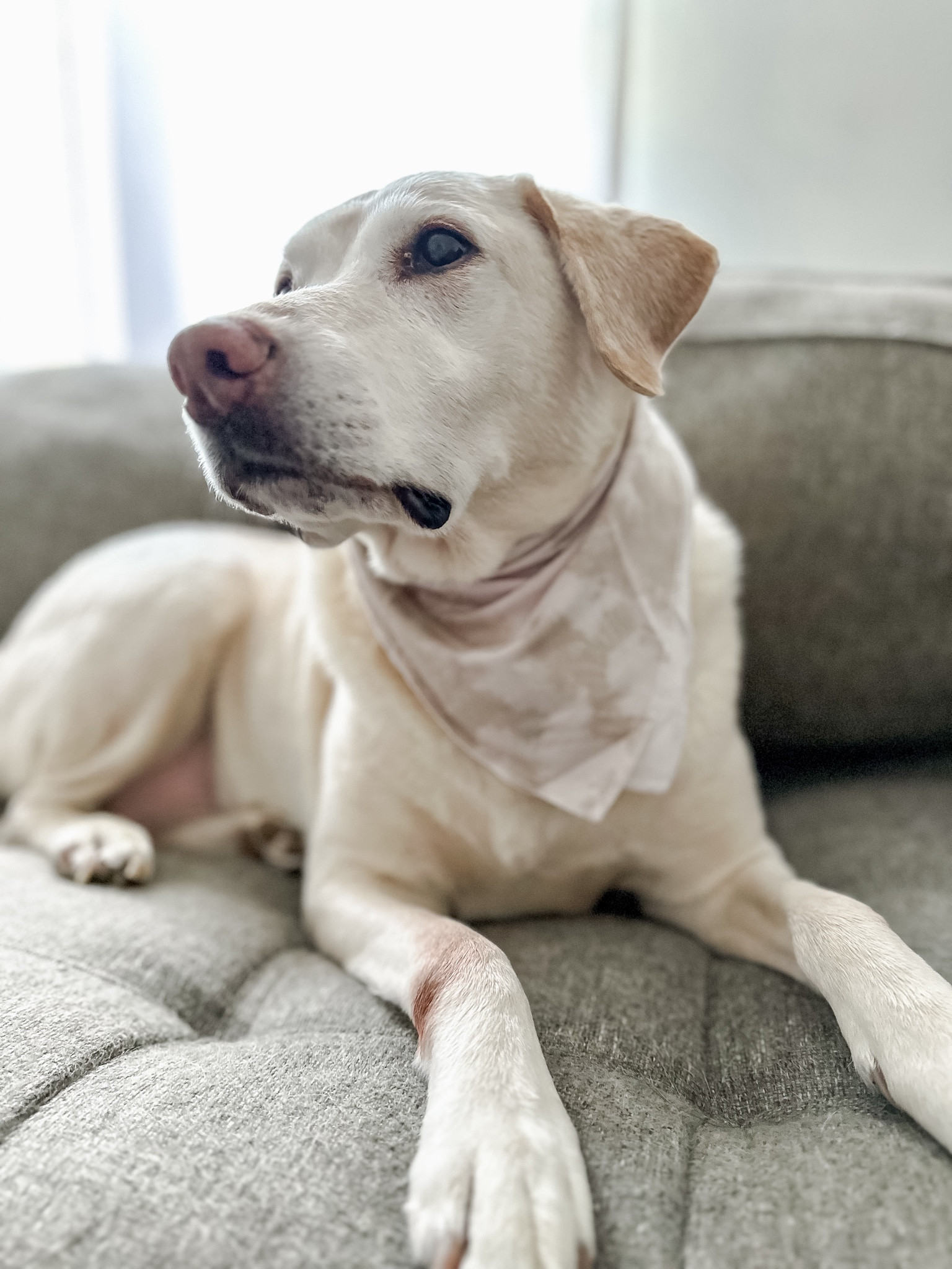 Family matching bamboo dog bandana @dreambiglittleco

#Ad #dblcsummer #dblcpartner #dreambiglittleco #siblingmatching #ltkfamily #ltkkids #ltksummersales 

#LTKSummerSales #LTKFamily