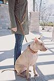 Hands free leather dog leash, multi function leather lead | Amazon (US)