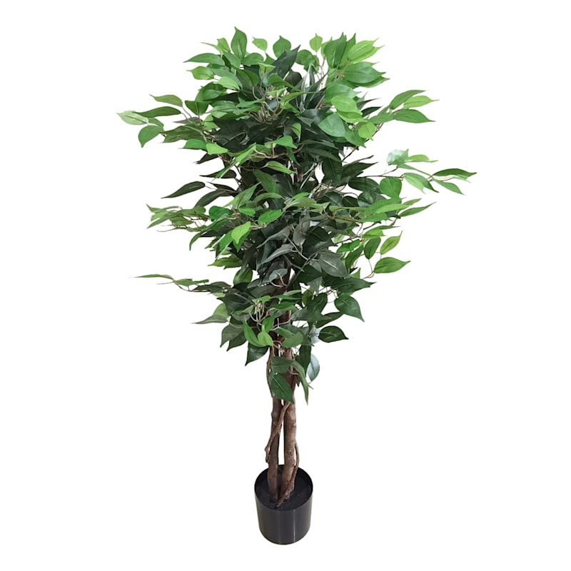 Ficus Tree in Black Pot, 4'








	
		
		
			
				4.9
			
			
				(
				73
				)
			
		
	





... | At Home