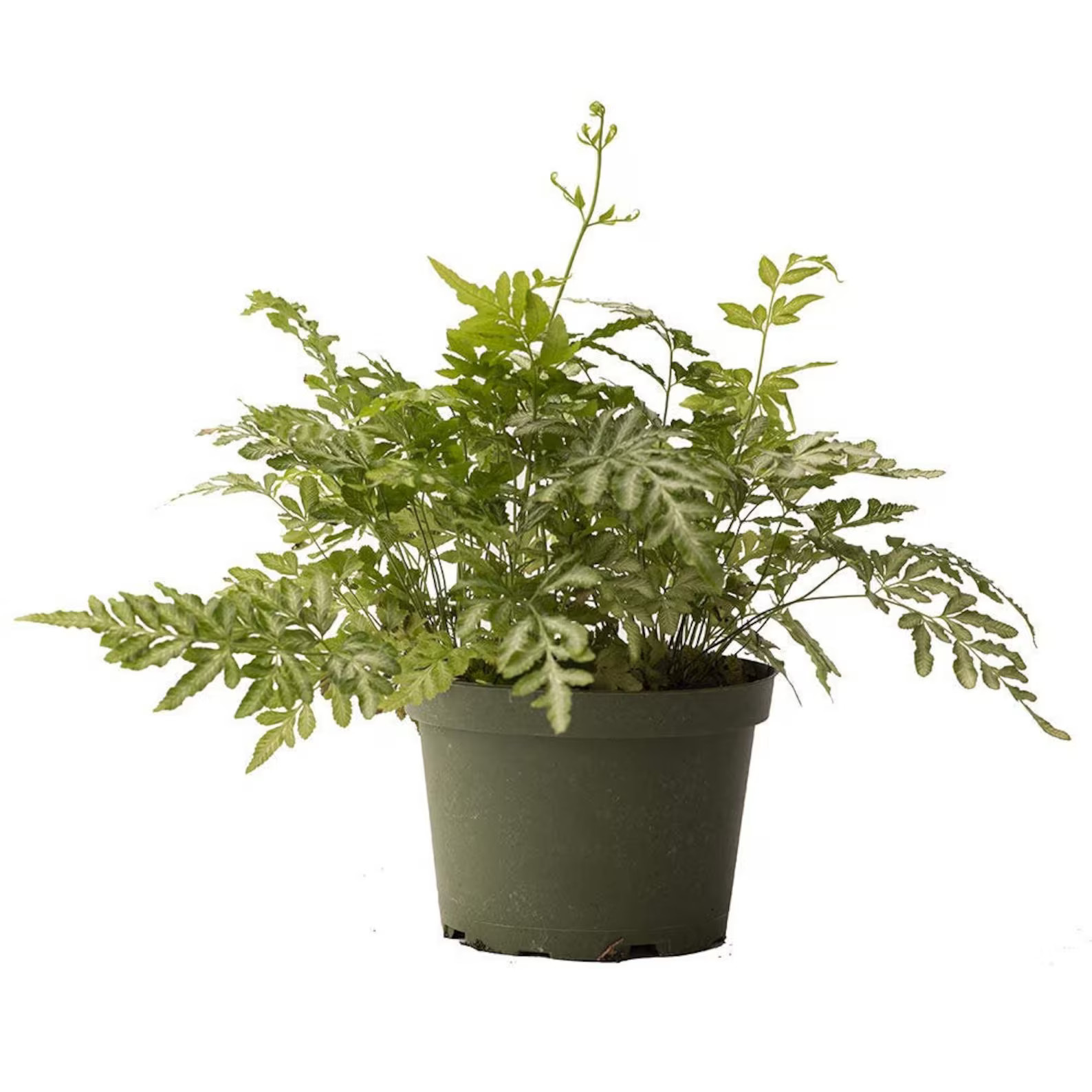 Silver Lace Fern Attractive Ornamental Live Plant, 6" Pot, Indoor Air Purifier | Etsy (US)