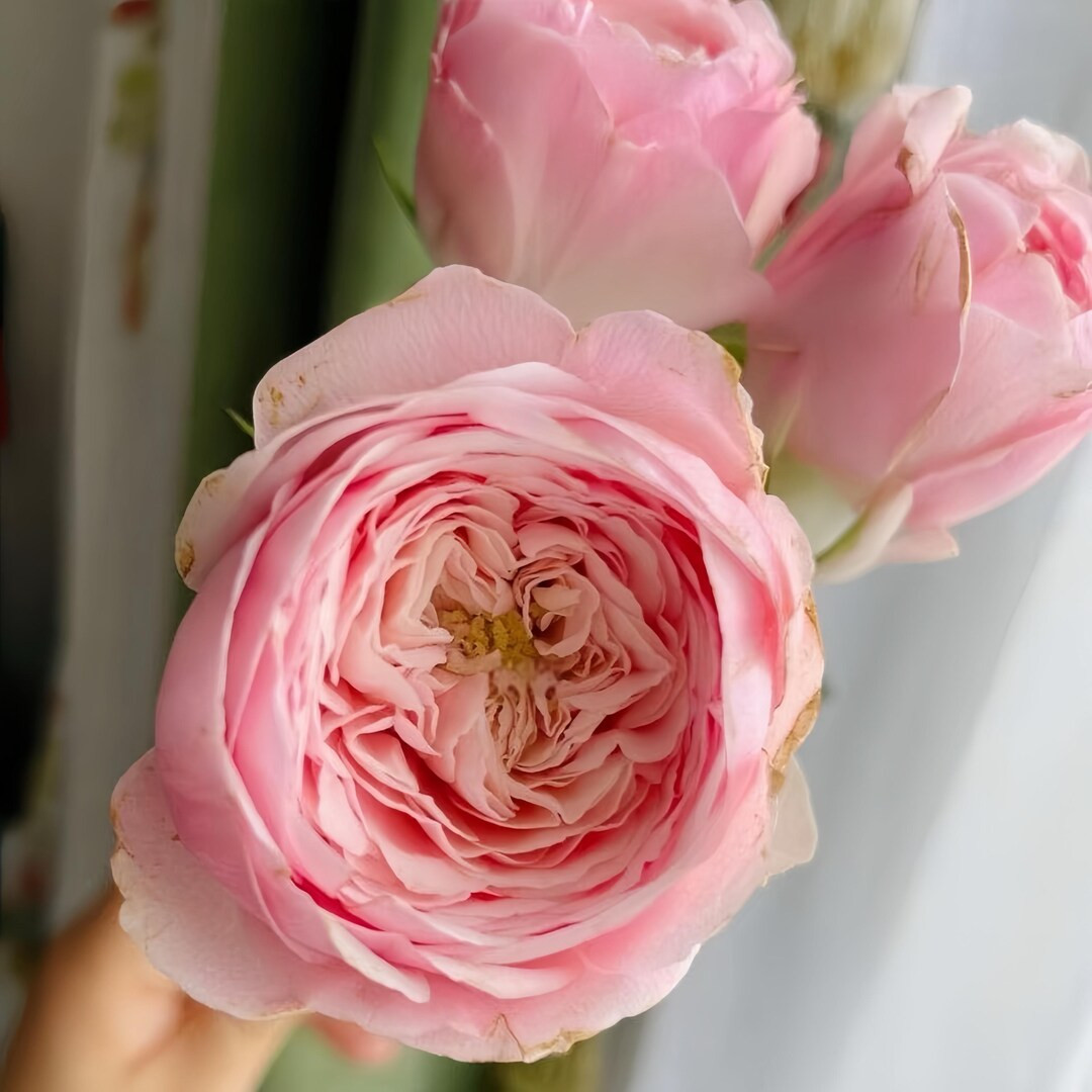 Mansfield Park 蔓斯菲尔公园 /酷皮泡泡 Cut Rose. Own Root. - Etsy | Etsy (US)