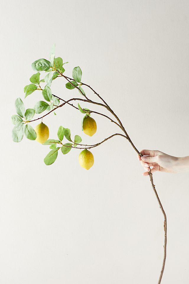 Faux Lemon Tree Branch | Anthropologie (US)