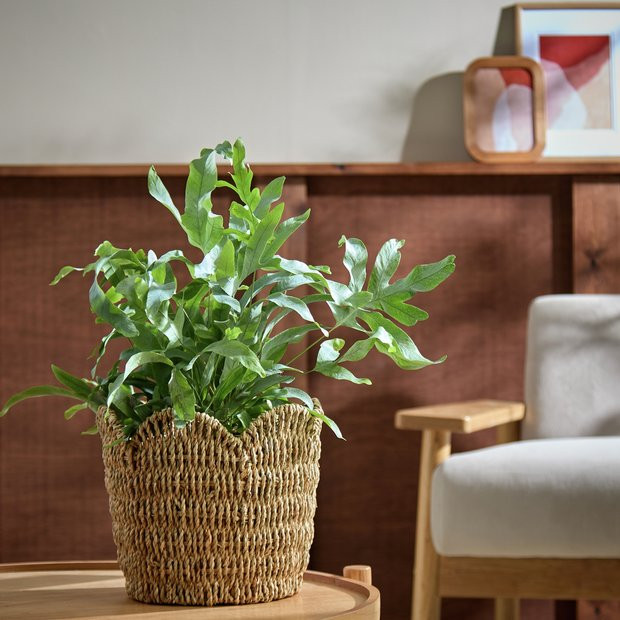 Buy Habitat Large Scallop Rattan Planter - Natural | Indoor pots and planters | Argos | argos.co.uk