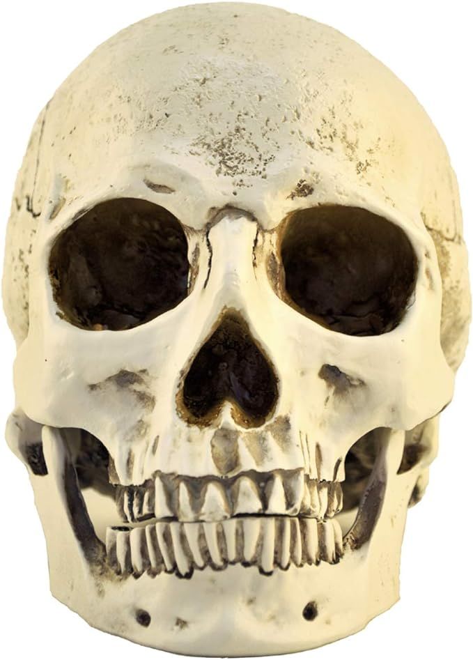 ENNAS 1:1 Resin Skull Head Model Simulation Skeleton Head Medical Skull Art Copy for Halloween De... | Amazon (US)