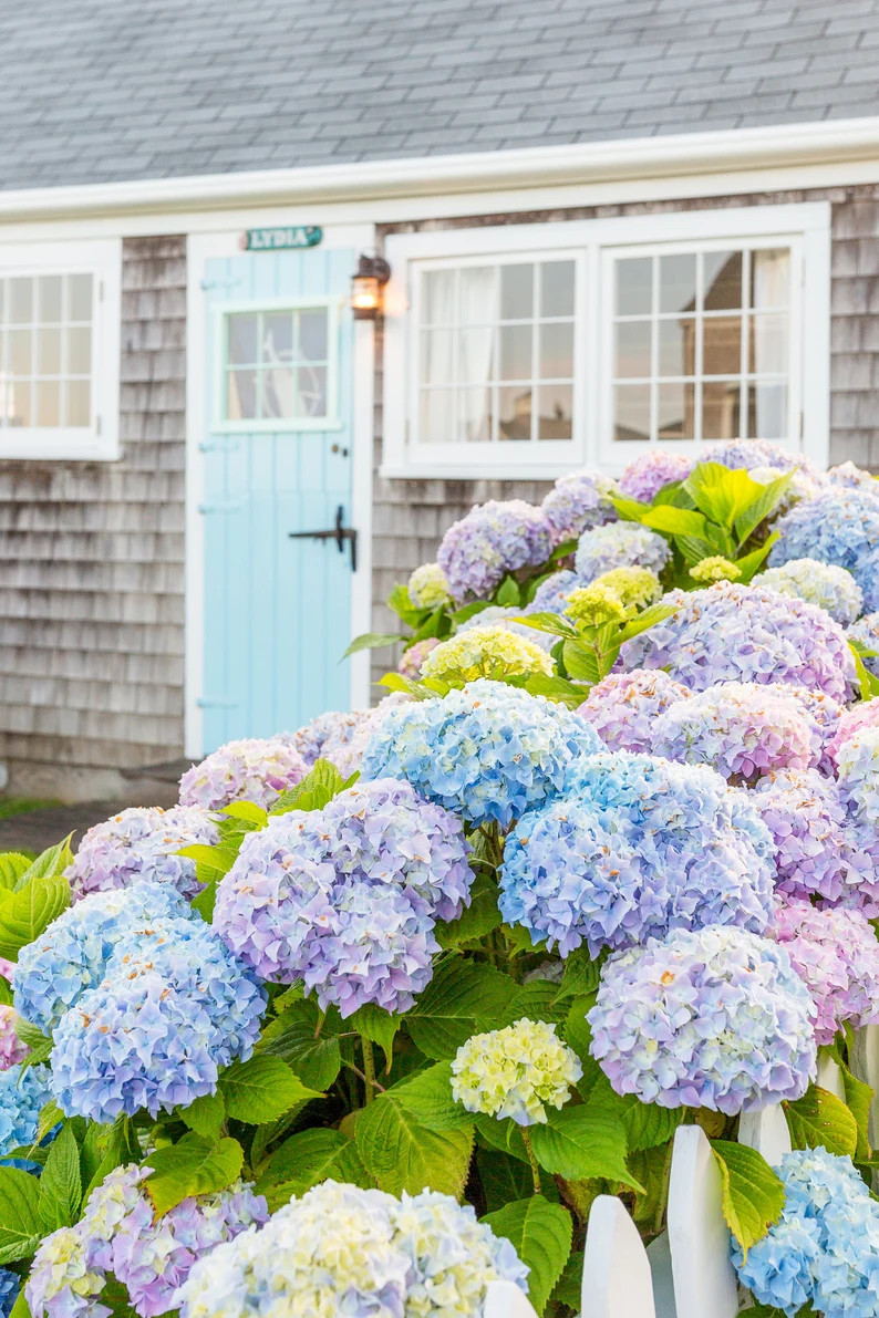 Lydia Cottage Hydrangeas Framed Nantucket Art Print | Etsy | Etsy (US)