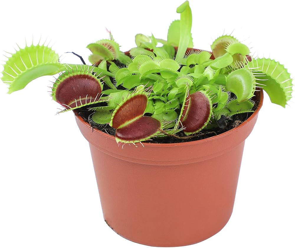 3 Inch Live Venus Fly Trap Live Plant, Dionaea Muscipula Venus Fly Trap Plant, Sundew Carnivorous... | Amazon (US)