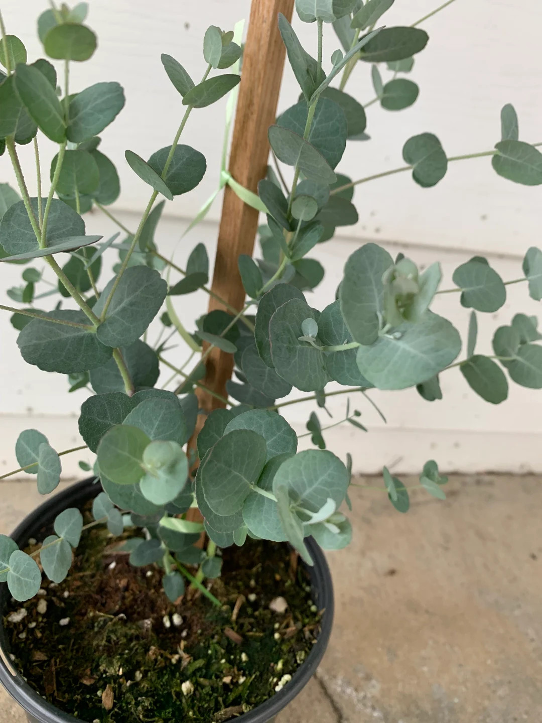 Young and Healthy Live Eucalyptus silver Drop 4 Inch Pot / 1 Gallon - Etsy | Etsy (US)