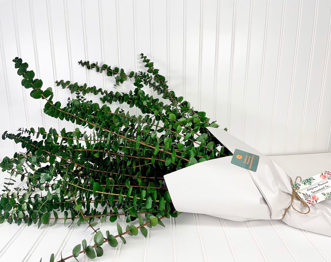 Preserved Washed Eucalyptus -- Dried Floral Arrangements, Natural scent, California Grown and Pre... | Etsy (US)