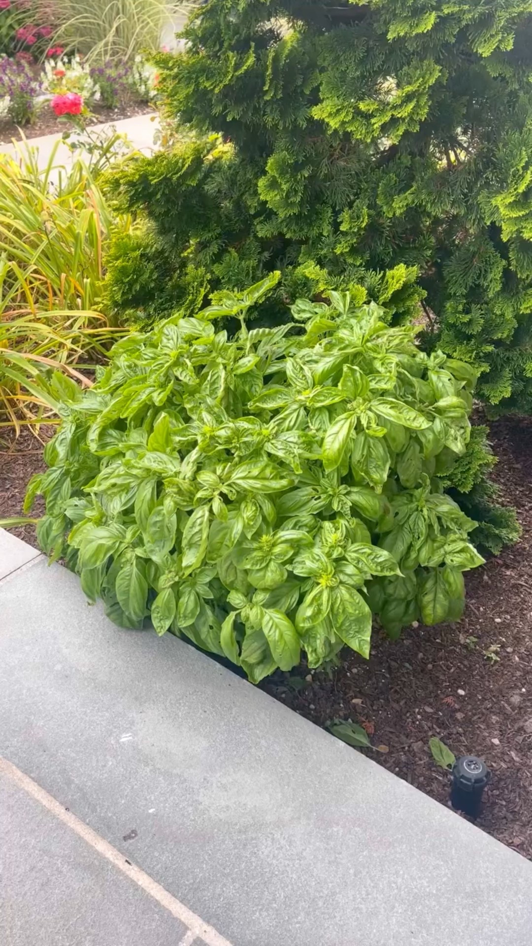 🍃 This basil oil is so good, I could drink it! 🌿✨ (SAVE TO MAKE LATER)

💚 Google “skinnytaste basil oil” for the recipe 🍃

Whether you’re drizzling it over a fresh Caprese salad, adding a burst of flavor to your homemade pasta, or simply dipping some bread into it, fresh basil oil is a versatile gem. Its vibrant, herbaceous notes can elevate any dish and make you look like a rock star in your kitchen!

Basil Oil Ingredients

🍃 Fresh basil
🍃 Garlic
🍃 Crushed Red Pepper Flakes
🍃 Kosher Salt
🍃 Extra Virgin Olive Oil

See the easy basil oil recipe on my website (link above) https://www.skinnytaste.com/basil-oil/

#easyrecipes #healthyrecipes #healthyeating #healthy #weightwatchers #vegan #healthylifestyle #dinnerideas #vegetarian #healthyfood #basil #glutenfree #wwrecipes #recipe #vegetarianrecipes