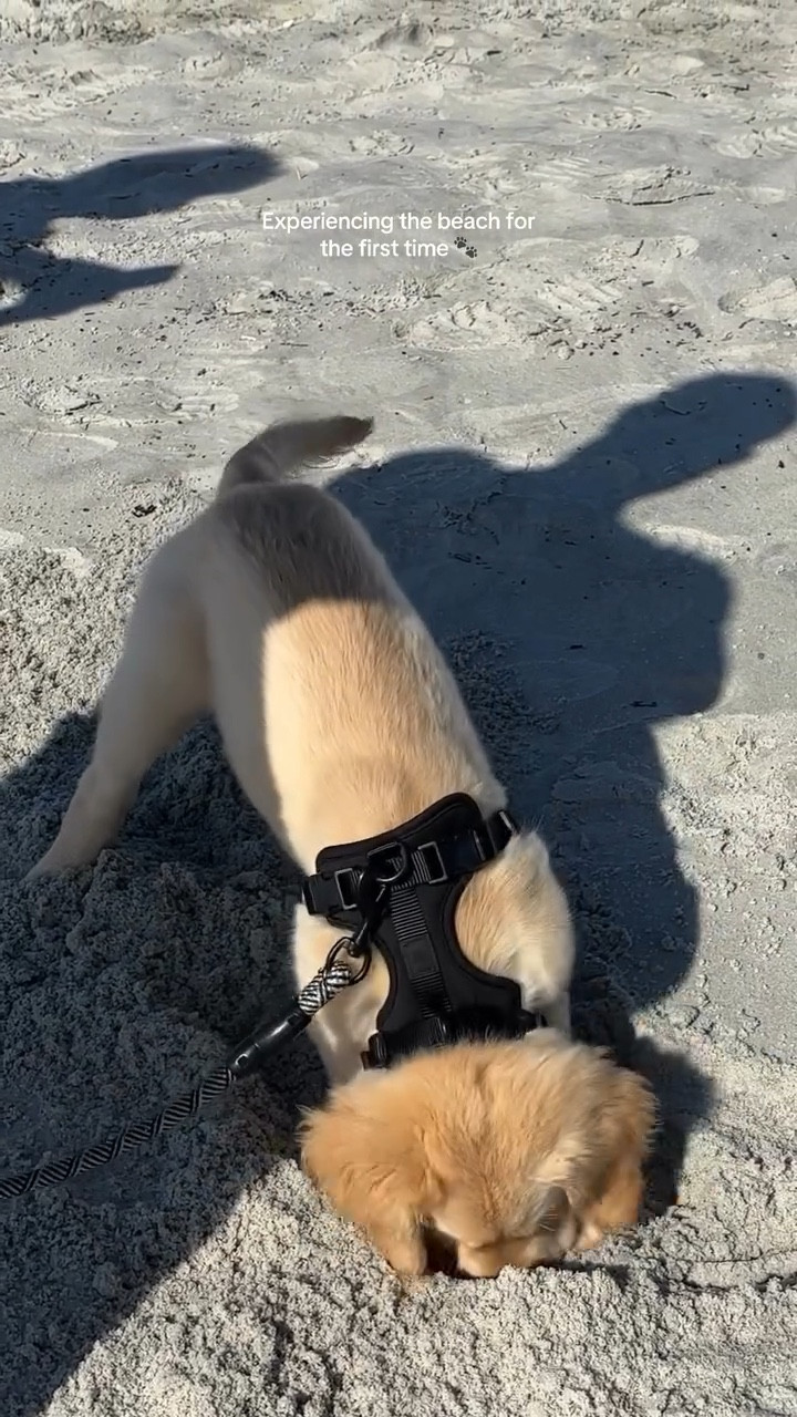 First timer 🌊🐾

#LTKFamily #LTKWatchNow #LTKPets