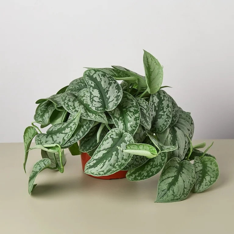 Pothos 'Silver Splash' - 6" Pot - Walmart.com | Walmart (US)