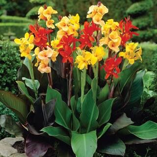 VAN ZYVERDEN Cannas Giant Tall Mixed Bulbs (Set of 6)-11198 - The Home Depot | The Home Depot