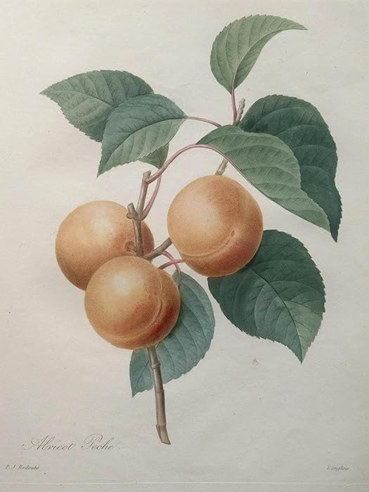 ART.COM Wall Art Print Peach Nancy by Pierre-Joseph Redoute, 12" x 16" | Amazon (US)