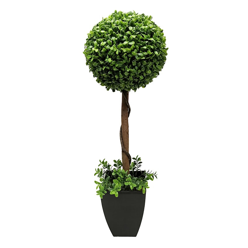 Boxwood Plant with Square Black Planter, 28" | At Home