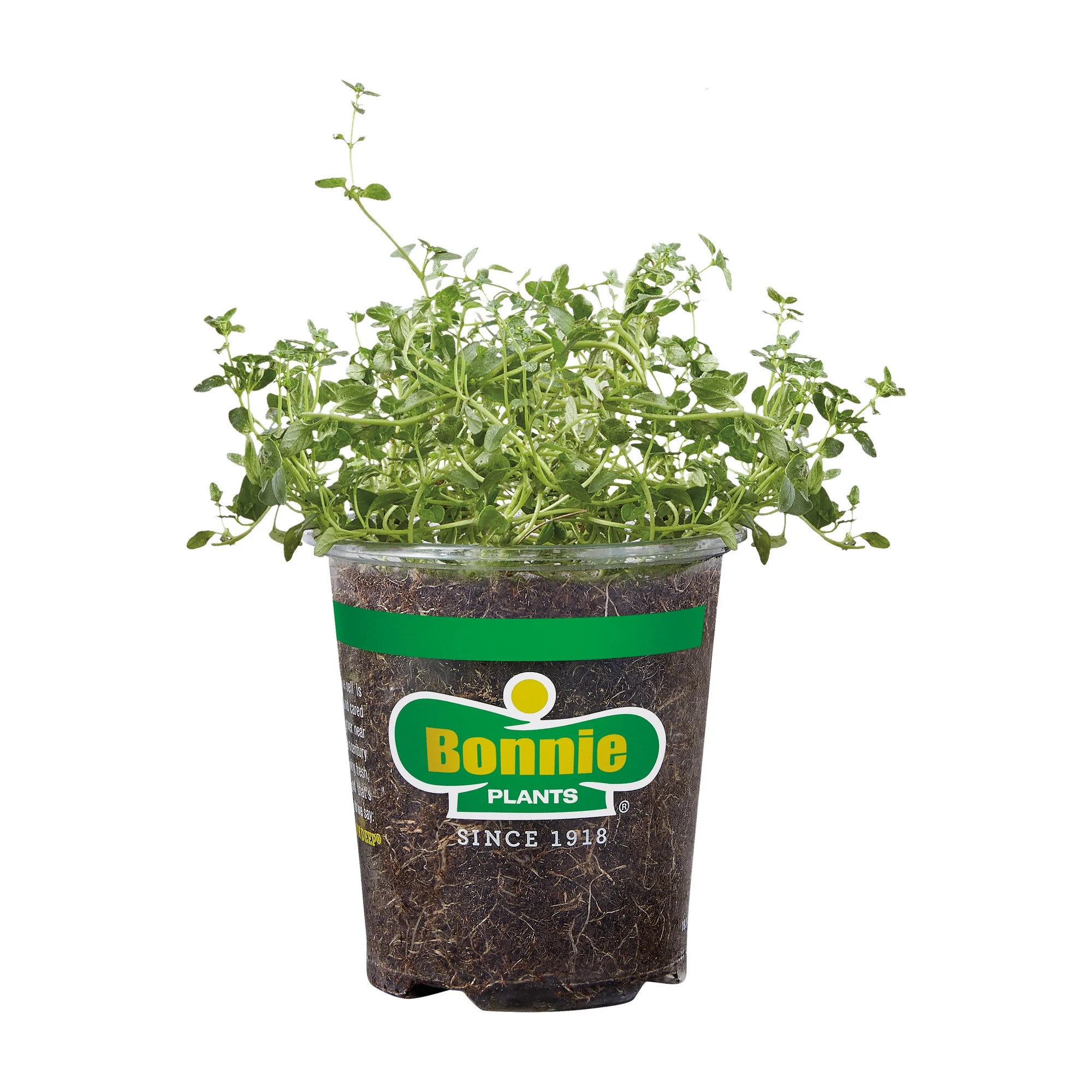 Bonnie Plants Green English Thyme Live Plant in Pot | Walmart (US)