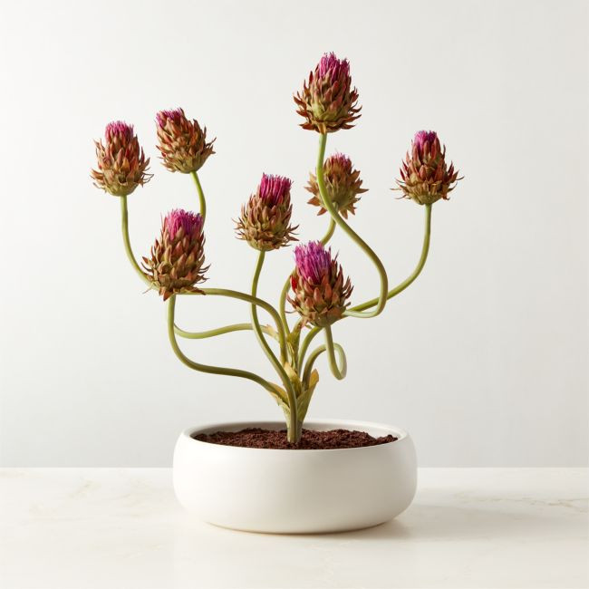 Faux Potted Thistle Plant in White Ceramic Pot 26 | CB2