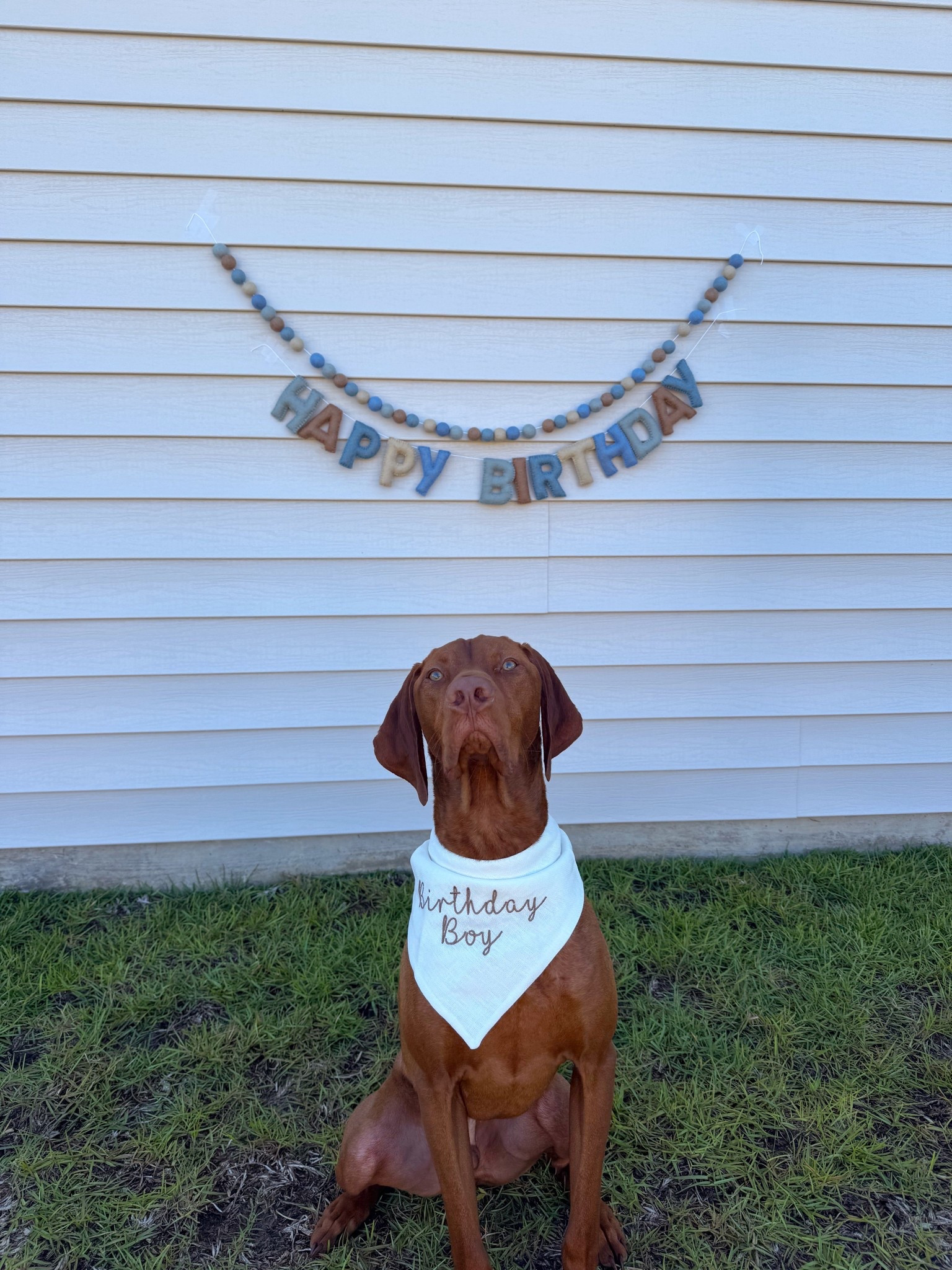 doggy first birthday party 🎂🤍🐶

#LTKPets #LTKFamily #LTKParties