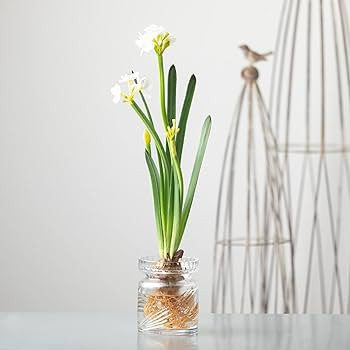 Sullivans Paperwhite Flower with Bulb Stem 20", White Narcissus Stem with Bulb, White Small Daffo... | Amazon (US)