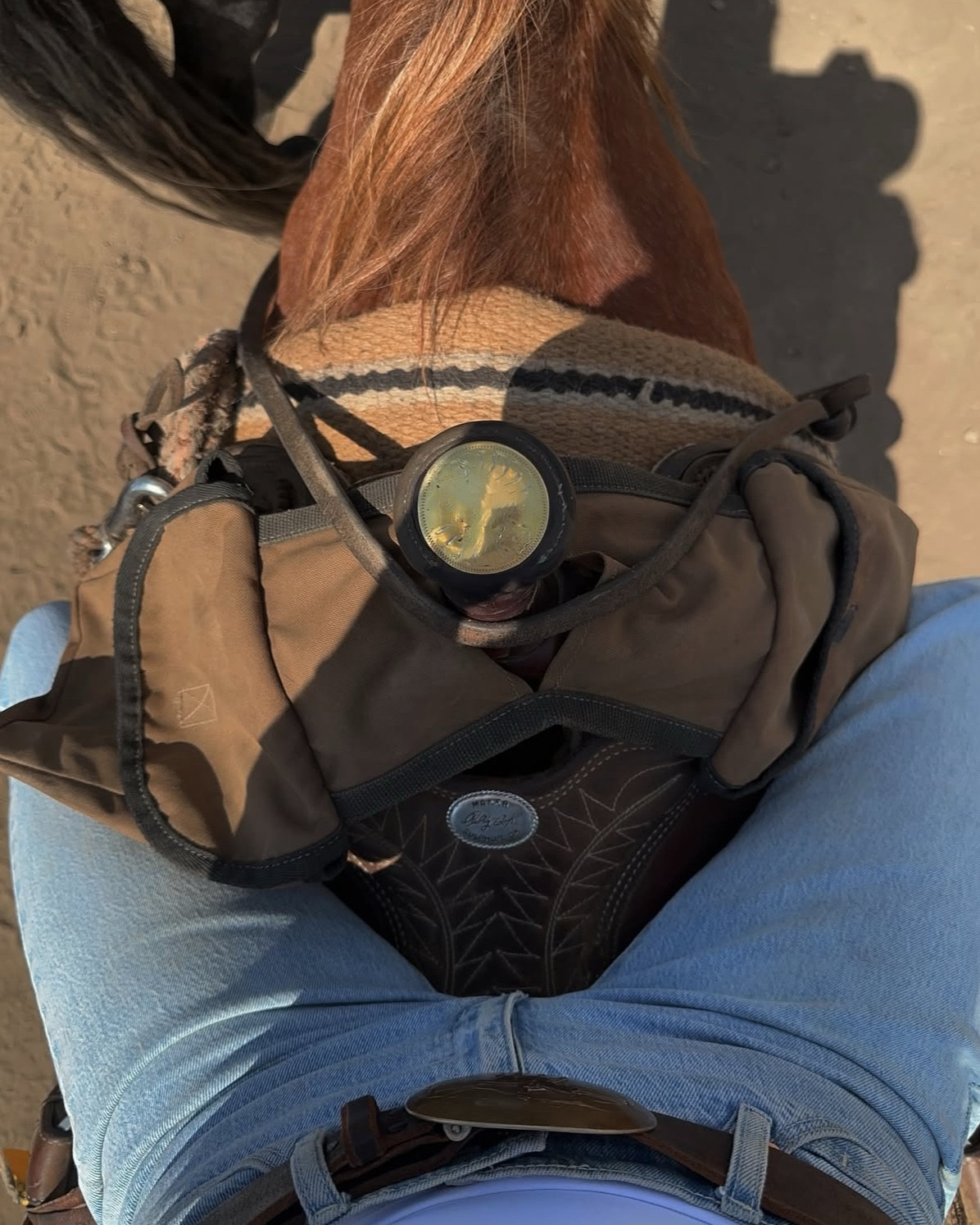 #LTKStyleTip #LTKPets #LTKFamily