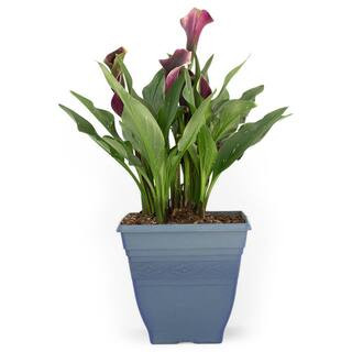 Pure Beauty Farms 3.20 Qt. Calla Lily Plant Purple Flower in 7.5 in. Deco Pot-DC75CALLILPUR - The... | The Home Depot