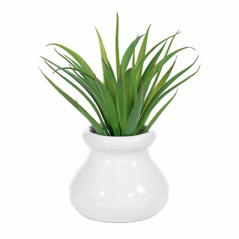 Agave with White Ceramic Planter, 6" | At Home